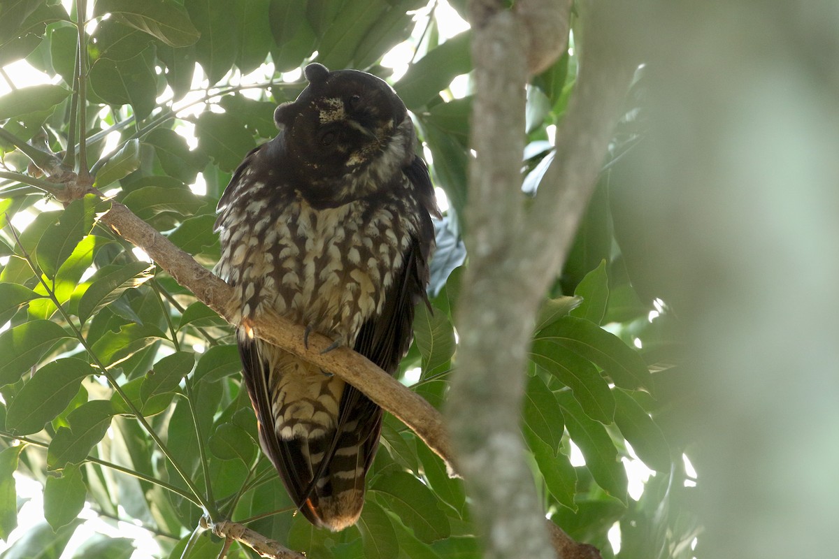 Hibou maître-bois - ML288924031