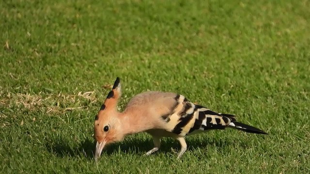 Eurasian Hoopoe (Eurasian) - ML288924251