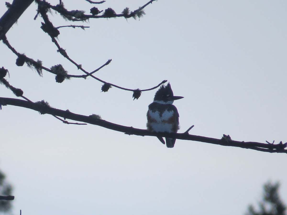 Belted Kingfisher - ML288926751