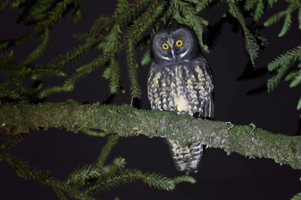 Stygian Owl - Martjan Lammertink