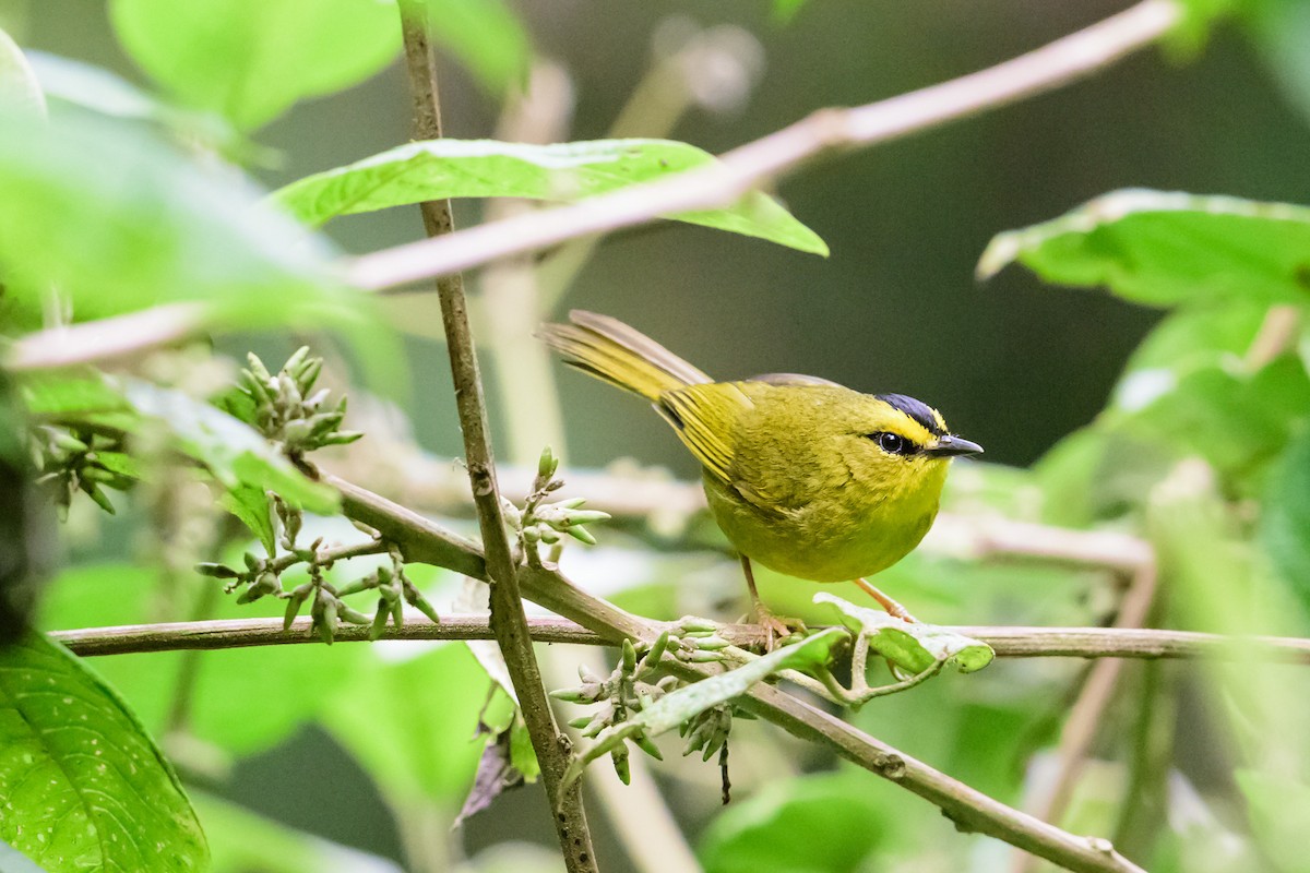 Black-crested Warbler - ML28892681