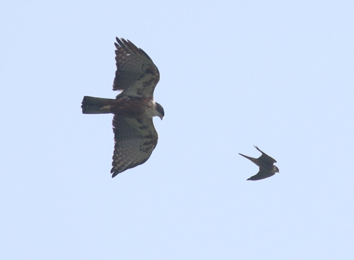 Eurasian Hobby - ML288927981