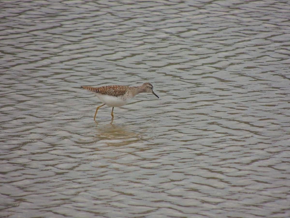 Wood Sandpiper - Tse-Ming Lin