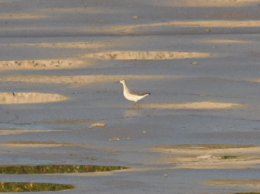 lyskonoh dlouhozobý - ML288928371