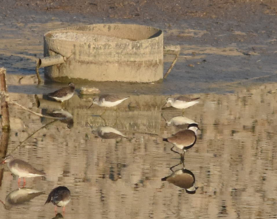 lyskonoh dlouhozobý - ML288928381