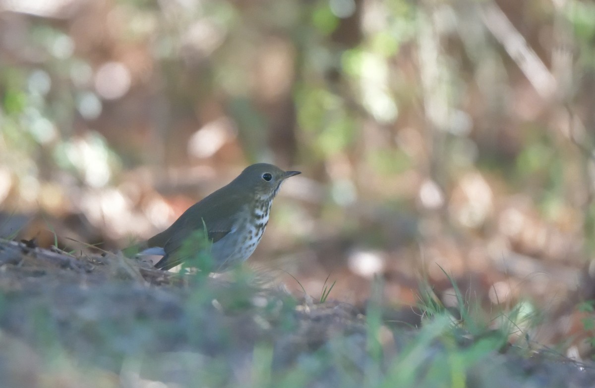 Hermit Thrush - ML288928441