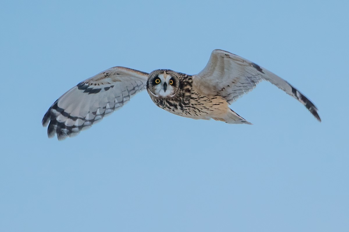 Short-eared Owl - Sue Barth