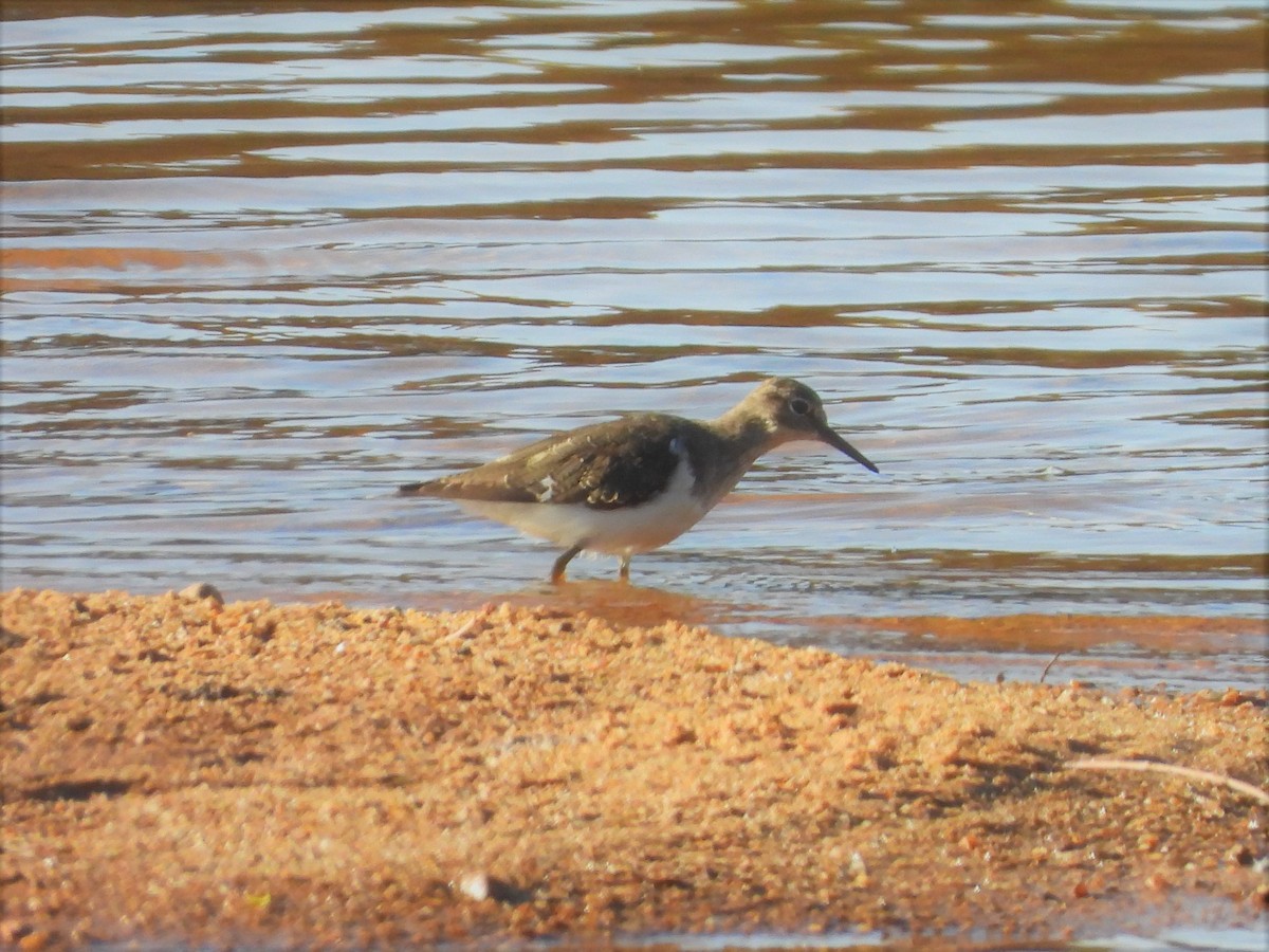 Common Sandpiper - ML288928981