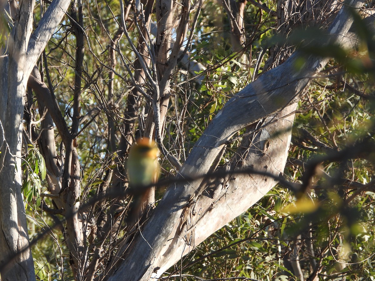 Rainbow Bee-eater - Darcy Hay