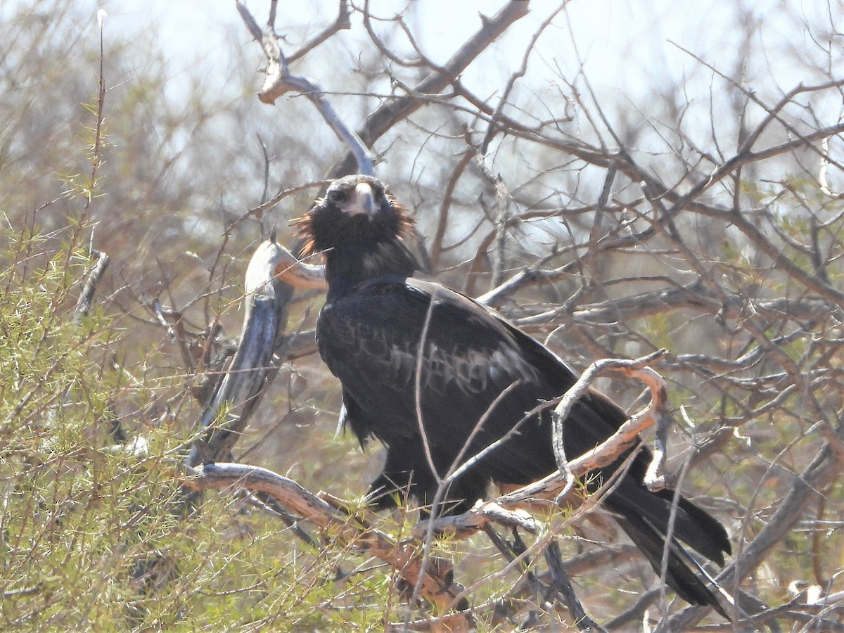 Wedge-tailed Eagle - ML288929721