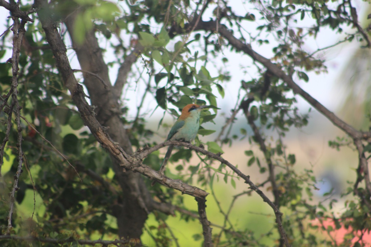 Russet-crowned Motmot - ML28893071