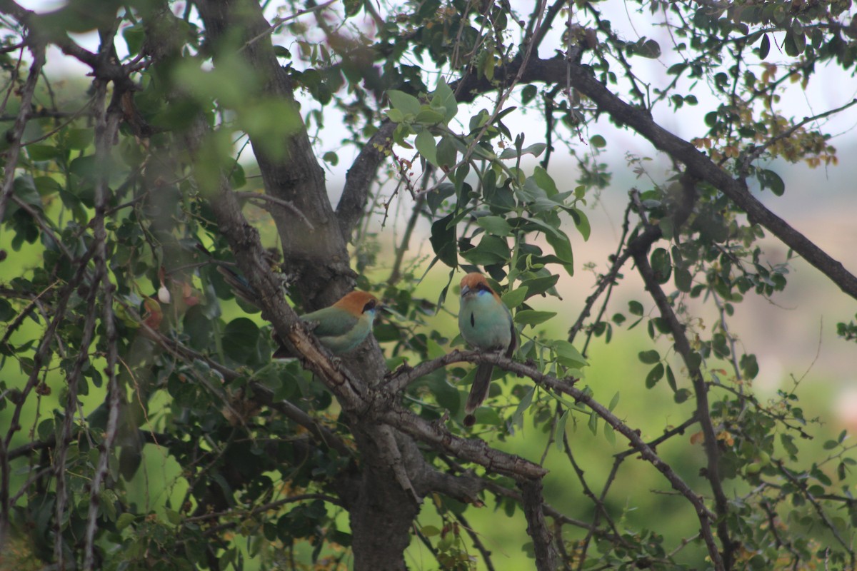 Russet-crowned Motmot - ML28893091