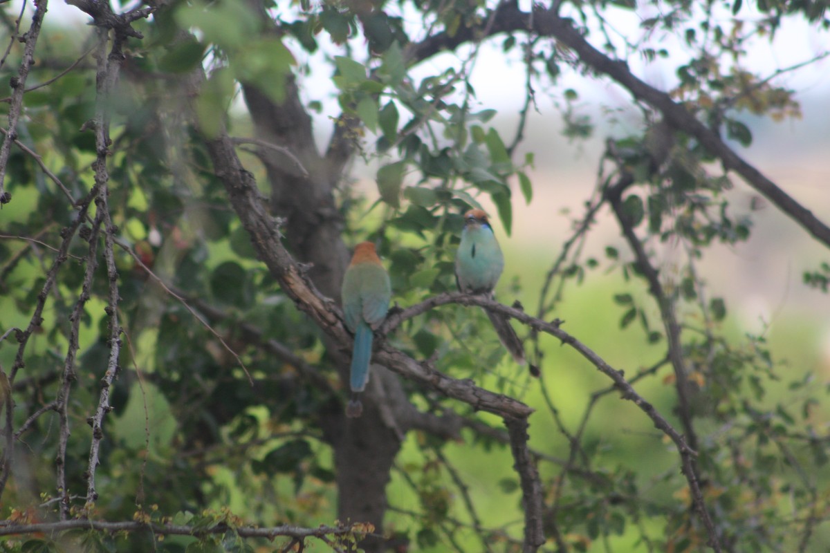Russet-crowned Motmot - ML28893211