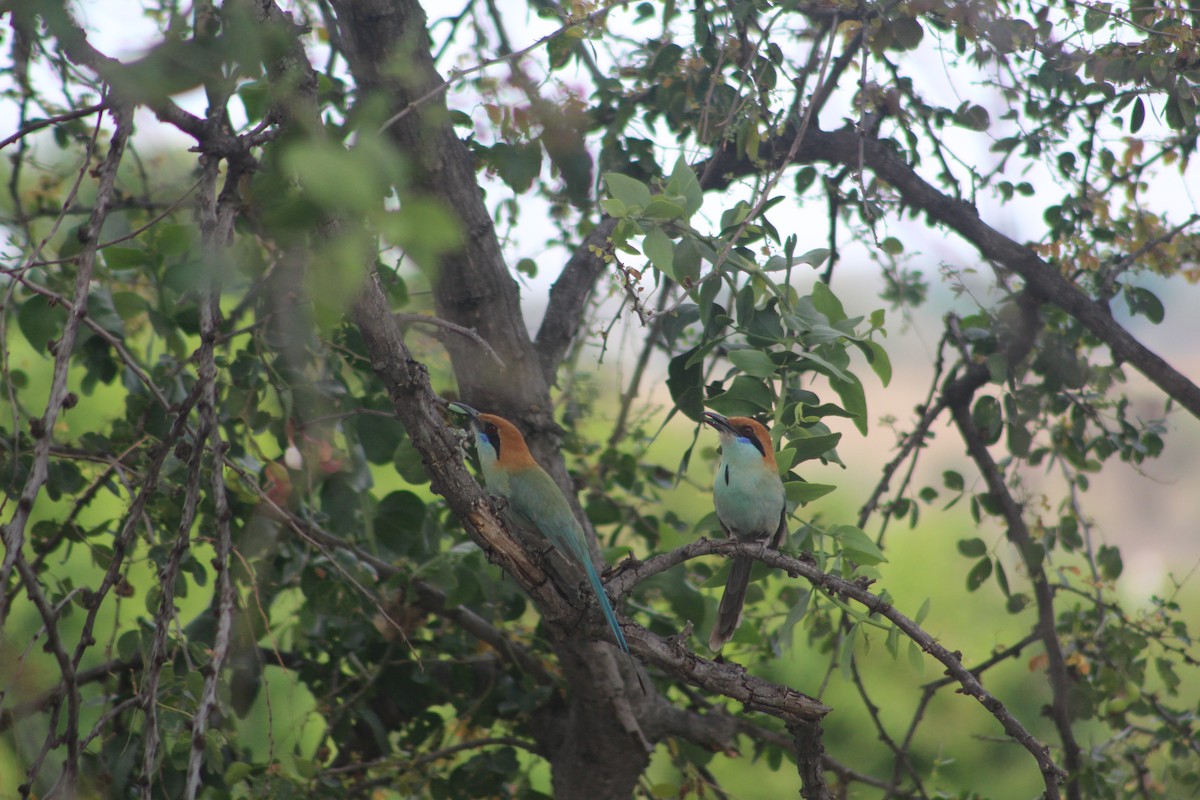 Russet-crowned Motmot - ML28893281