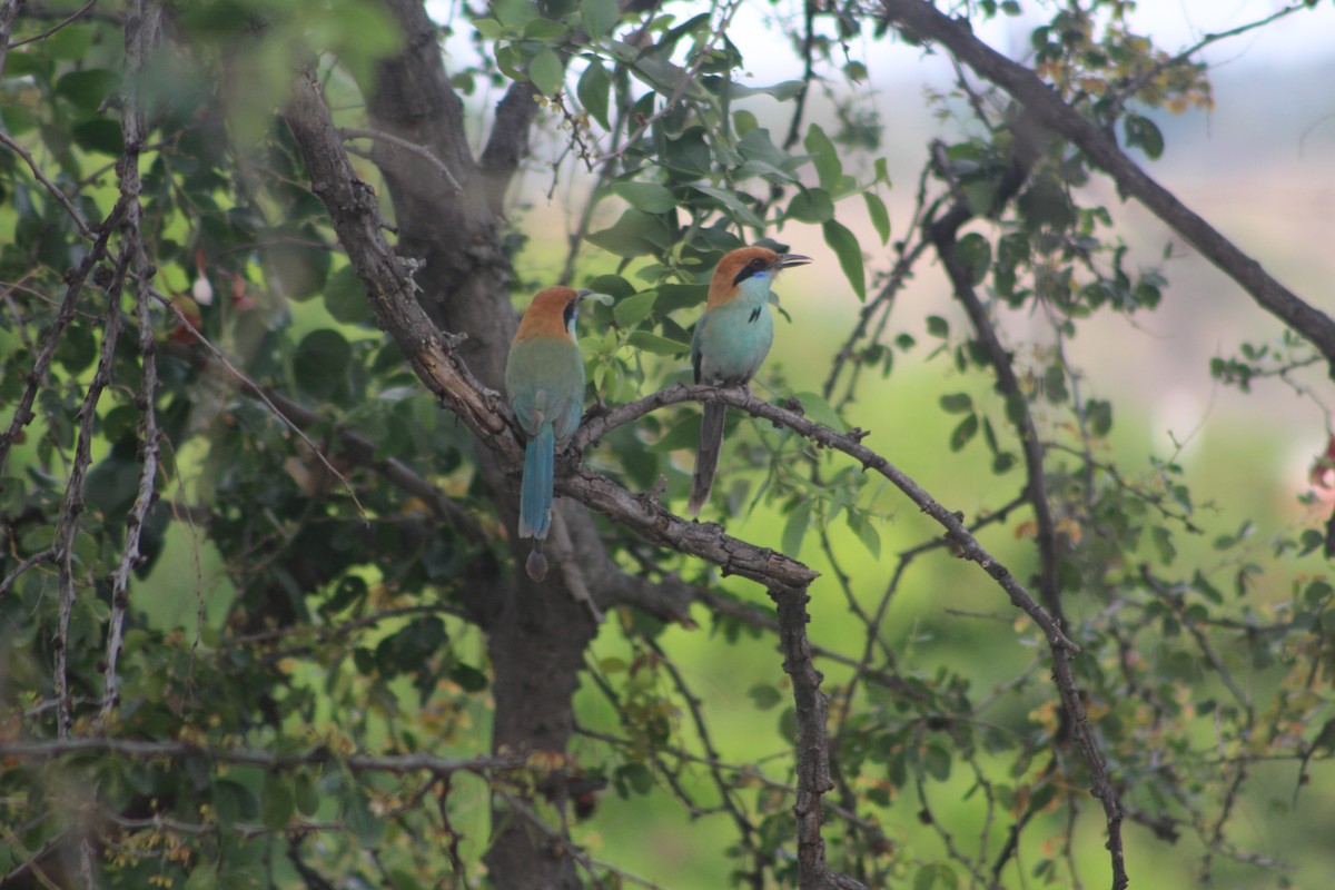 Russet-crowned Motmot - ML28893321