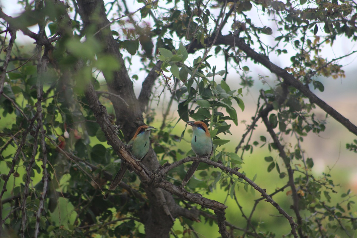 Russet-crowned Motmot - ML28893331