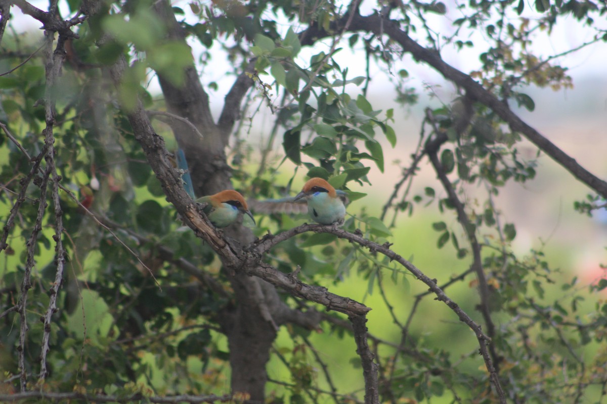 Russet-crowned Motmot - ML28893381