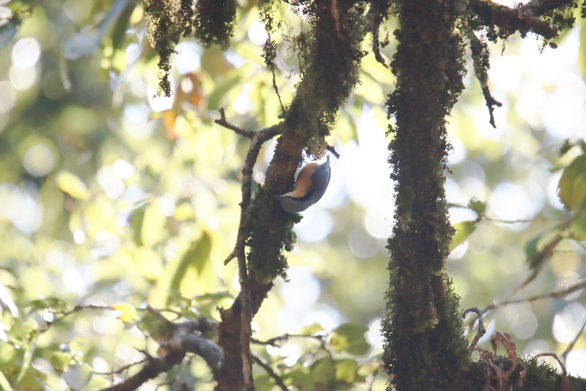 White-tailed Nuthatch - ML288934751