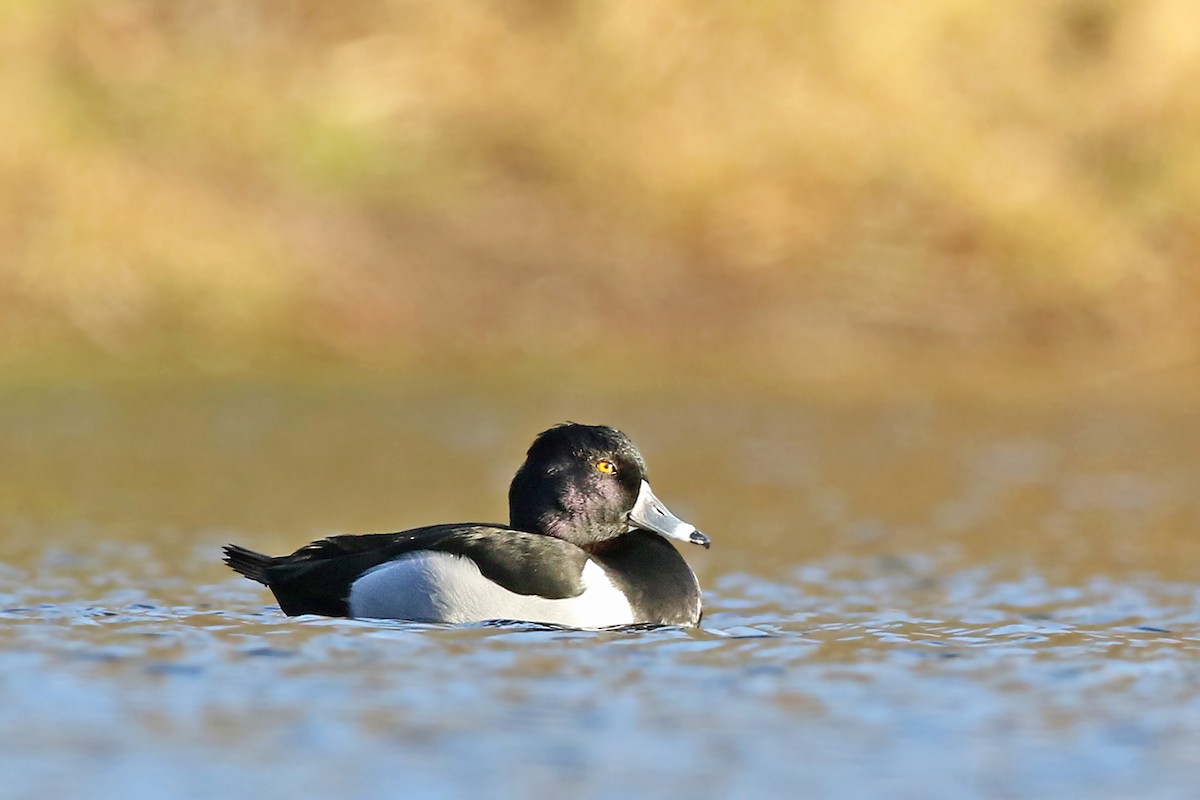 Ring-necked Duck - ML288935501