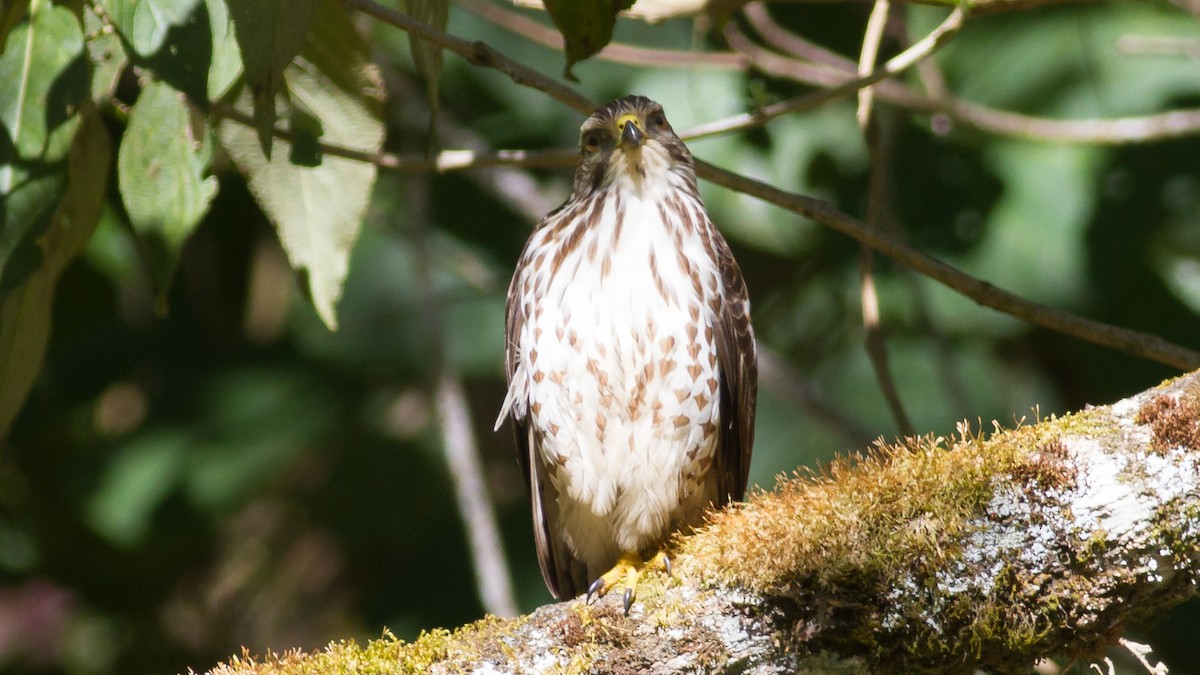 Broad-winged Hawk - Rodney Baker