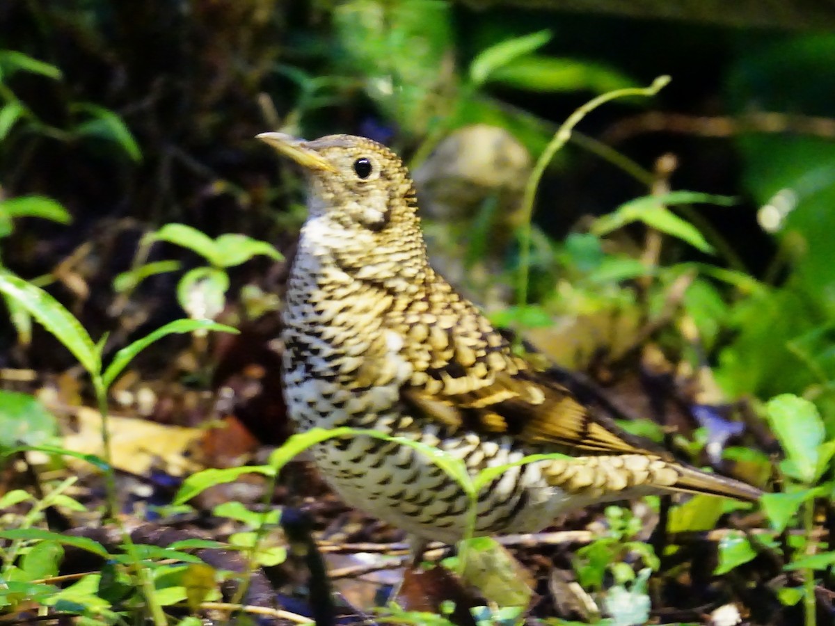 White's Thrush - Donnie Tsui