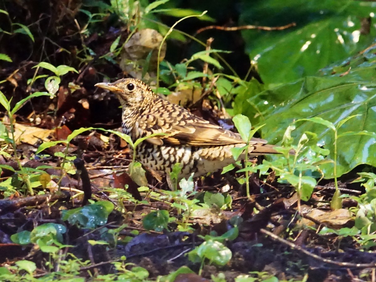 White's Thrush - Donnie Tsui