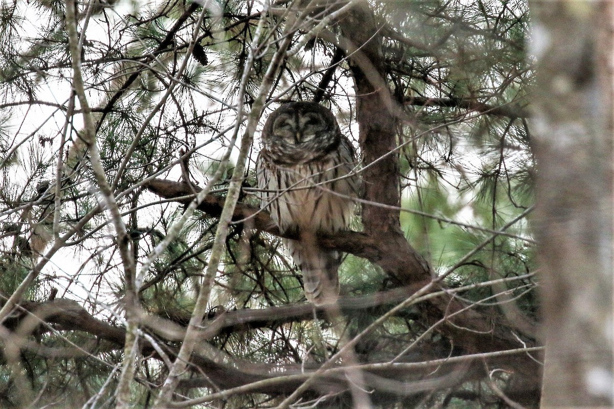 Barred Owl - ML288935951