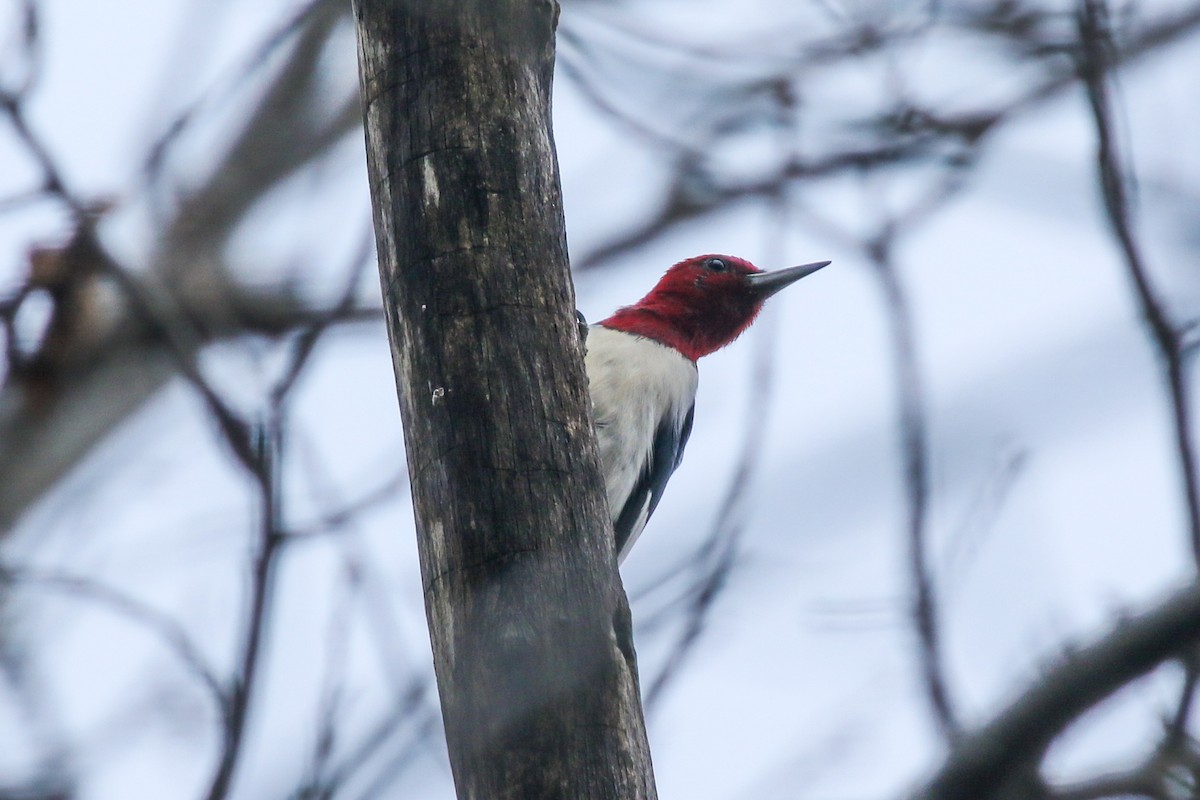 Red-headed Woodpecker - ML288936361