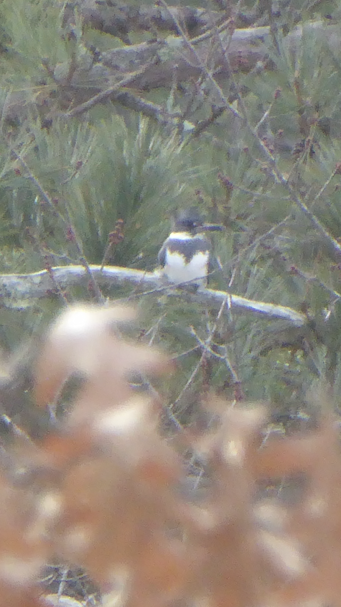 Belted Kingfisher - ML288936471