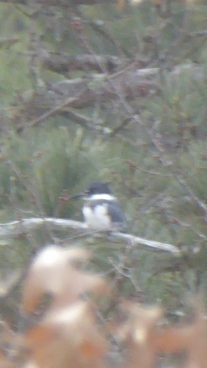 Belted Kingfisher - ML288936491