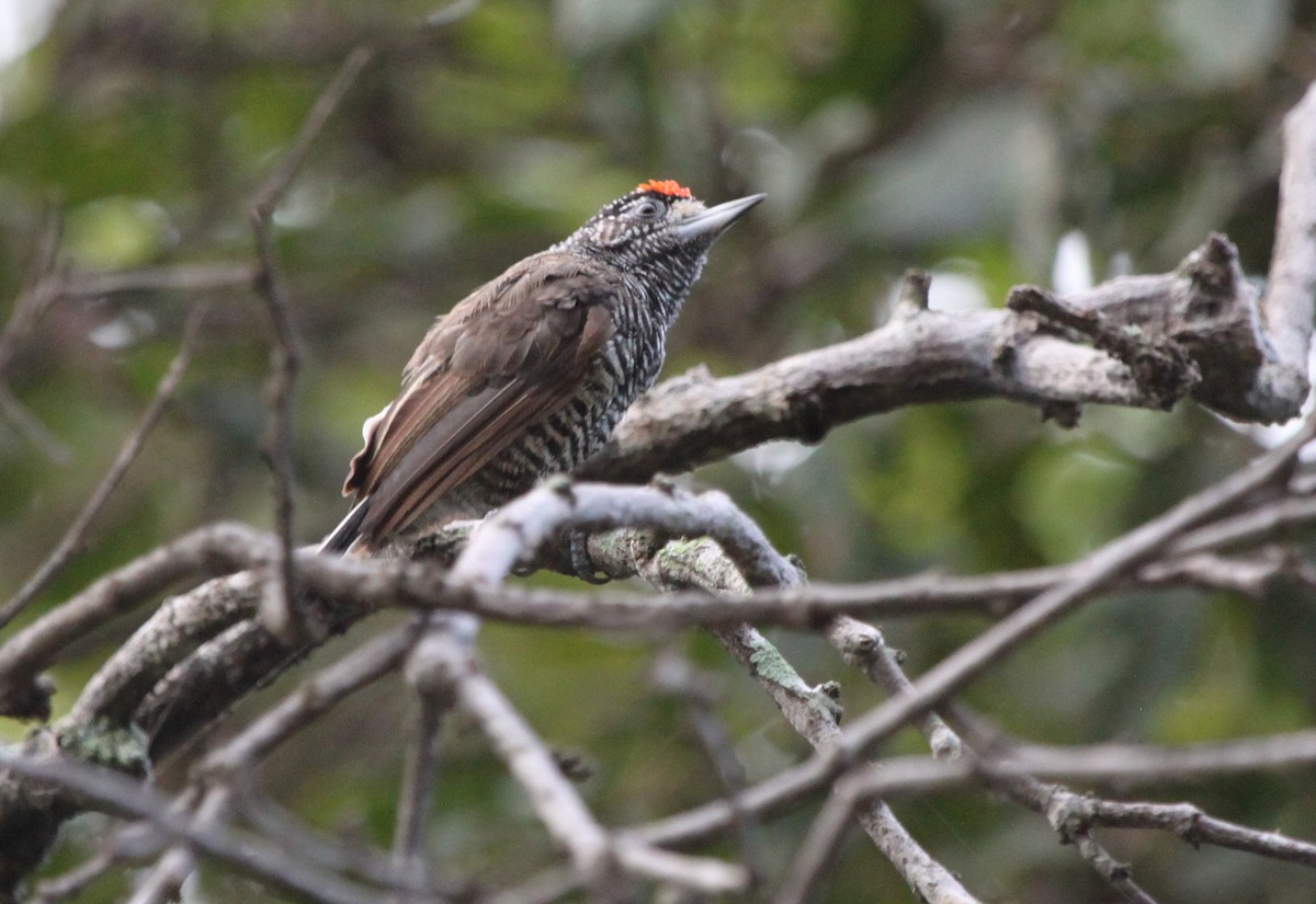 White-barred Piculet (Marajo) - Alexander Lees