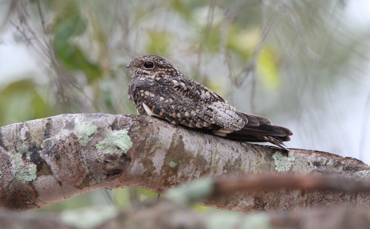 Lesser Nighthawk - Alexander Lees