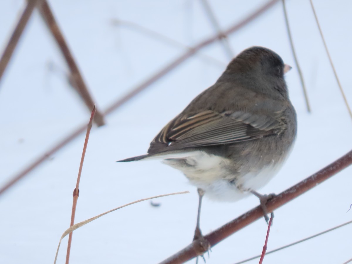 Dark-eyed Junco - ML288938661