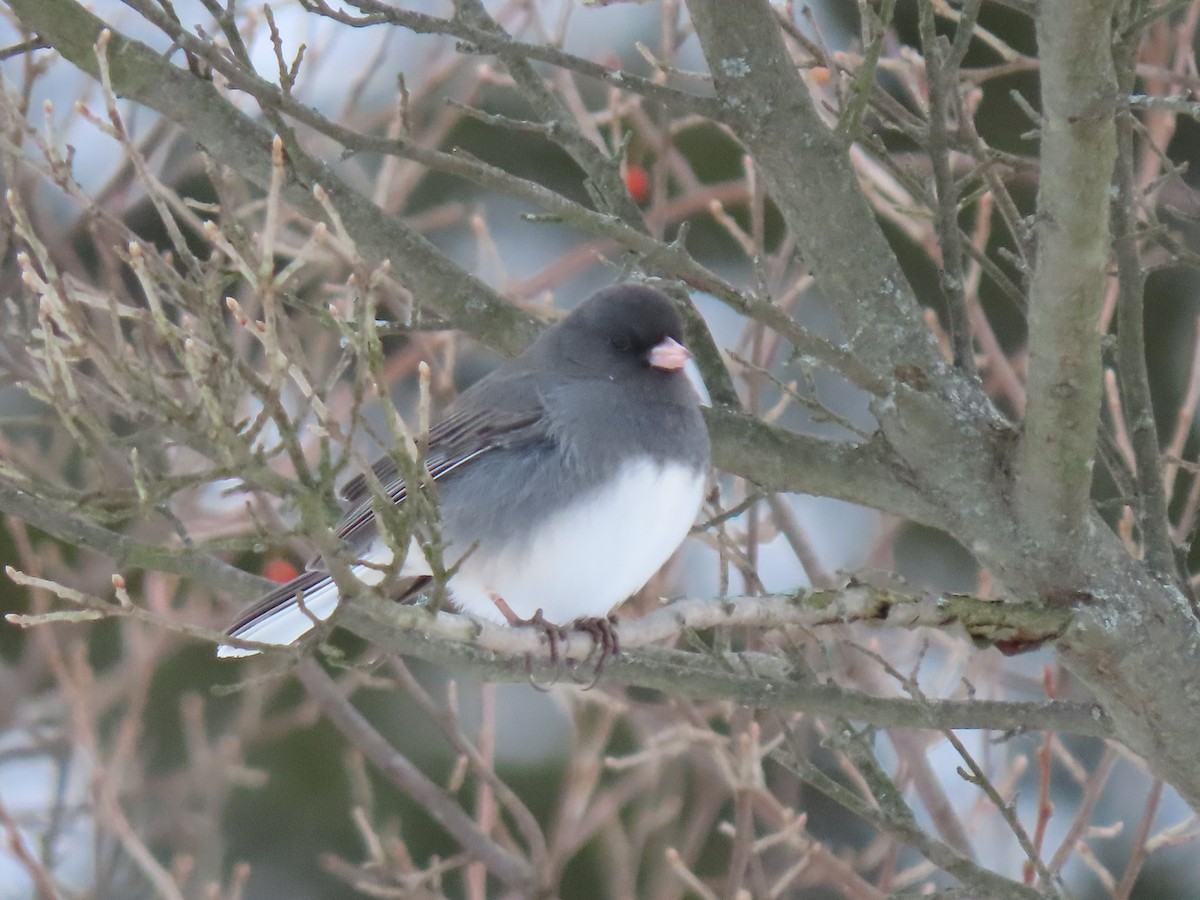 Dark-eyed Junco - ML288938671