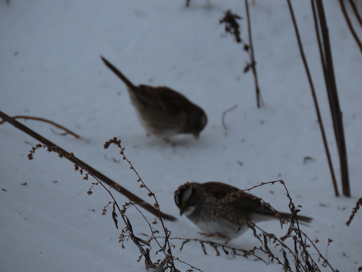 White-throated Sparrow - ML288938701