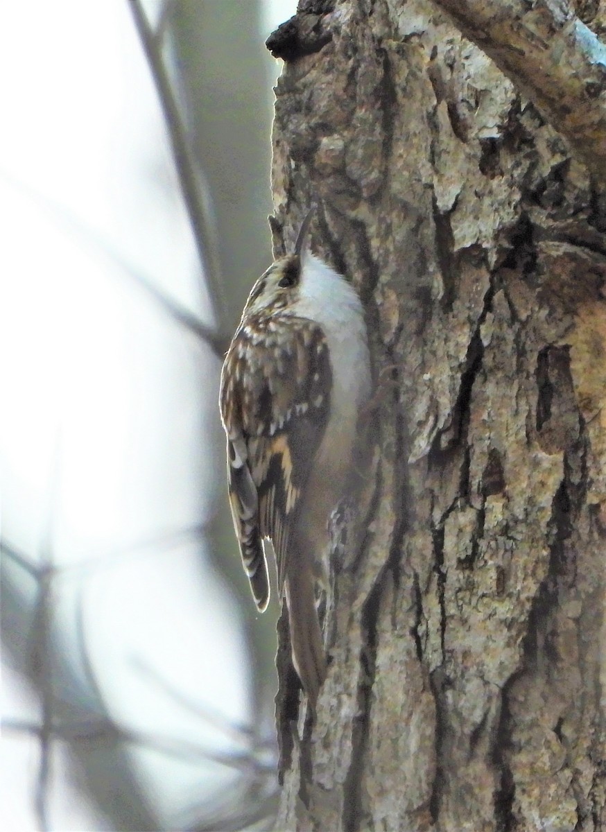 Brown Creeper - ML288938721