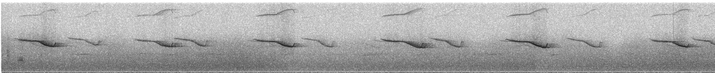 Breitspiegel-Nachtschwalbe - ML288939