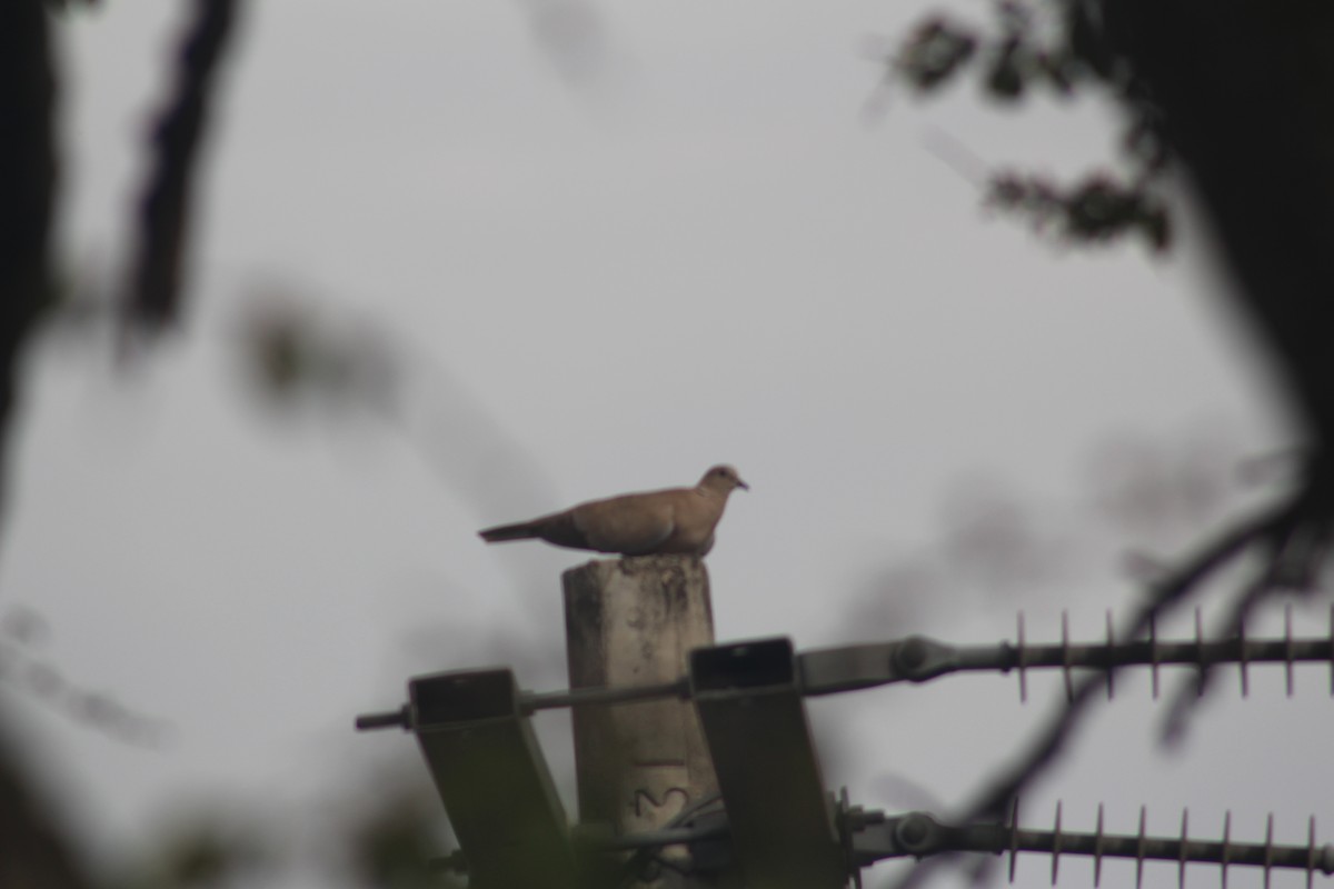 White-winged Dove - ML28893901