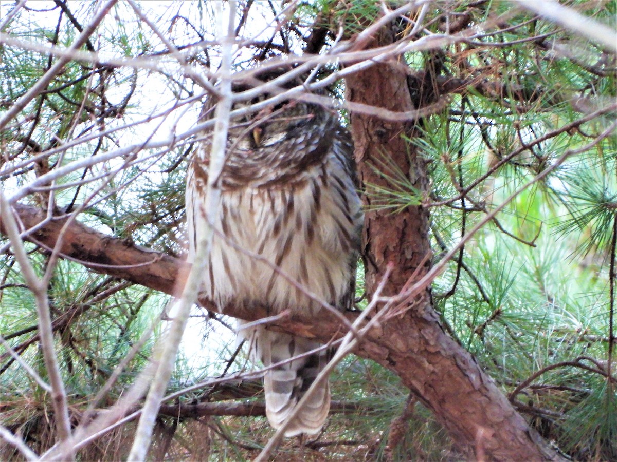 Barred Owl - ML288939481
