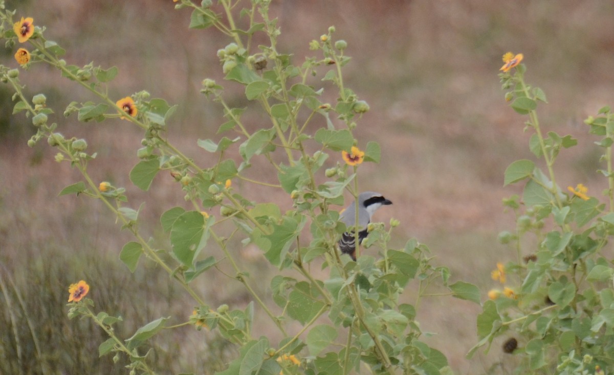 Brown Shrike - ML288940841