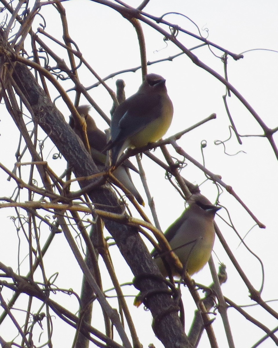 Cedar Waxwing - ML288942651