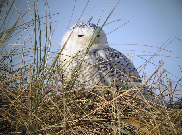 Checking a new bird 'on to’ your list, for life - eBird Oregon