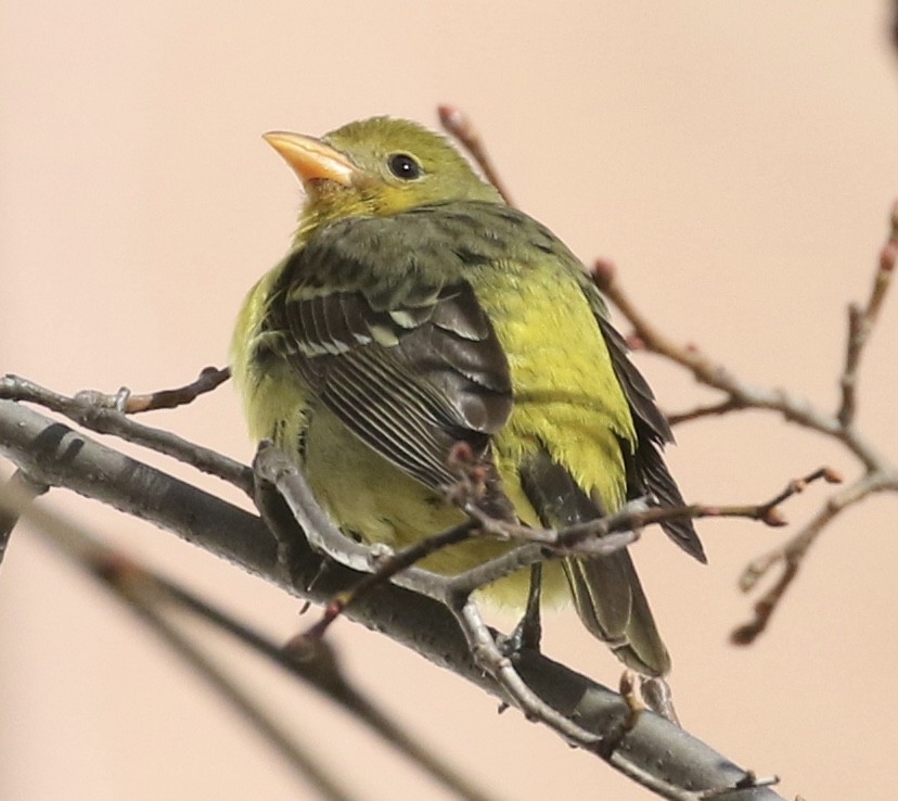 Western Tanager - ML288944631