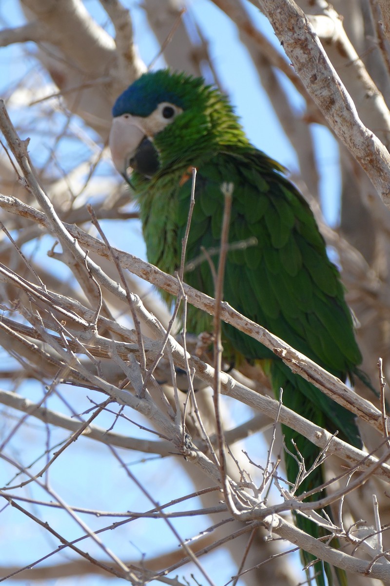 Red-shouldered Macaw - ML288944881