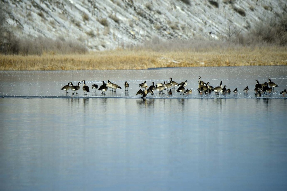 Double-crested Cormorant - Mark Peterson