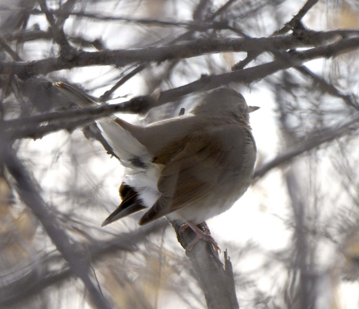 Hermit Thrush - Mark Peterson