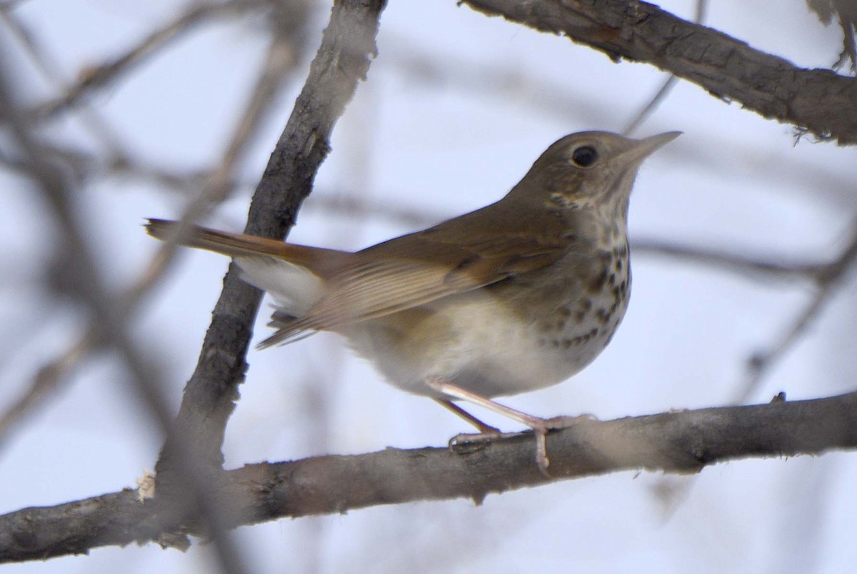 Hermit Thrush - Mark Peterson