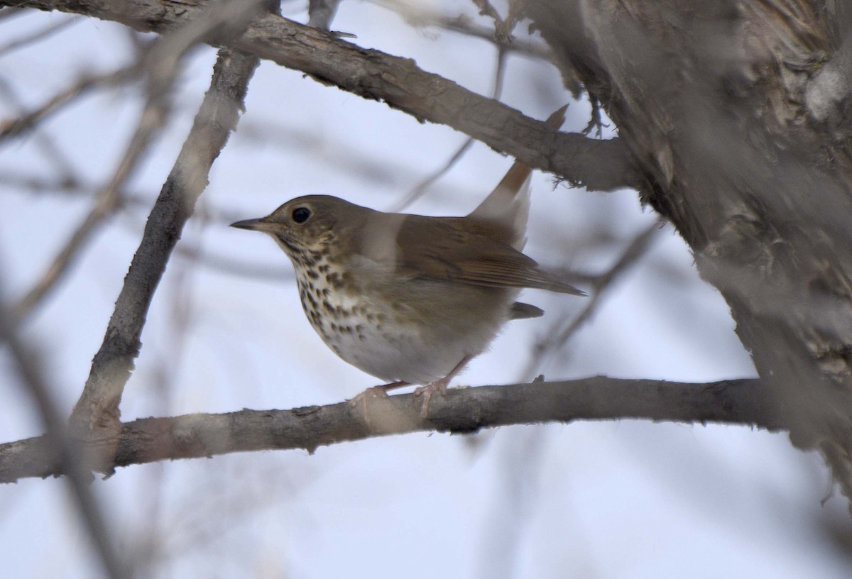 Hermit Thrush - Mark Peterson