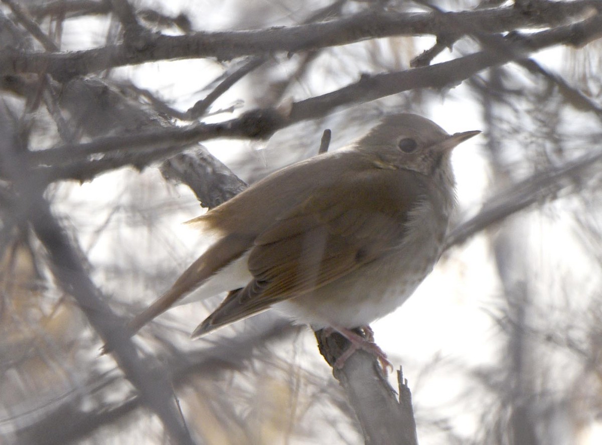 Hermit Thrush - Mark Peterson