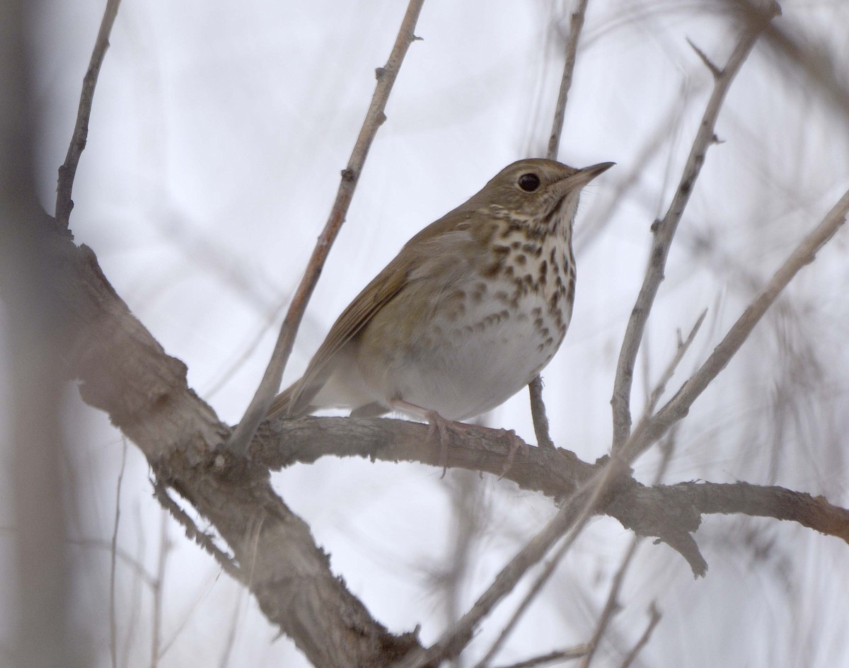 Hermit Thrush - Mark Peterson